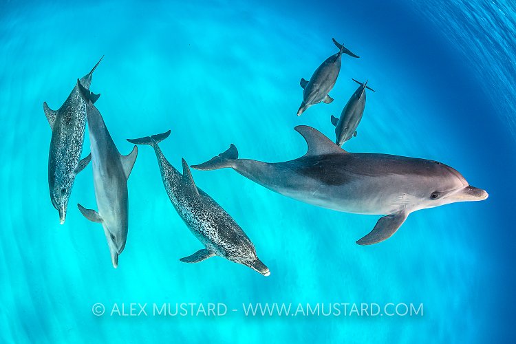 Spotted Dolphin Pod. Bahamas