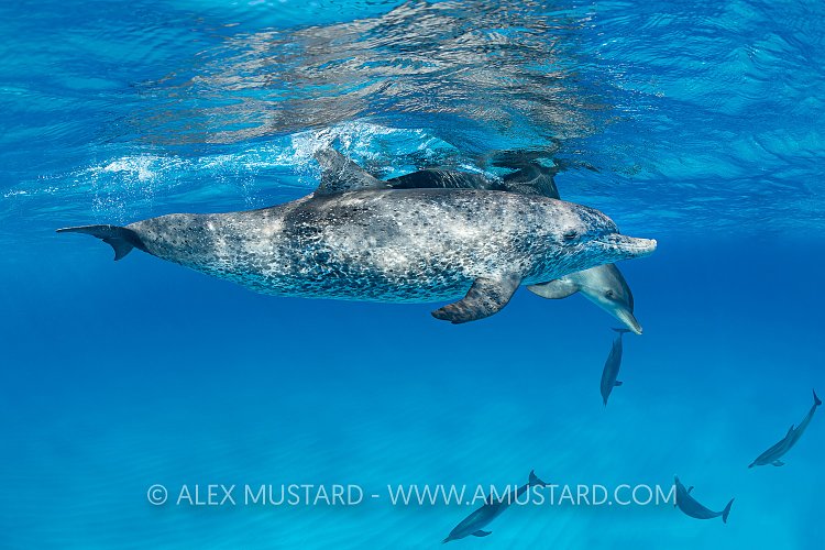 Spotted Dolphin Pod. Bahamas