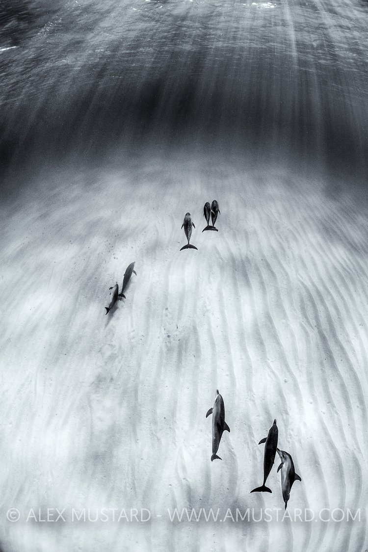 Monochrome Dolphins. Bahamas