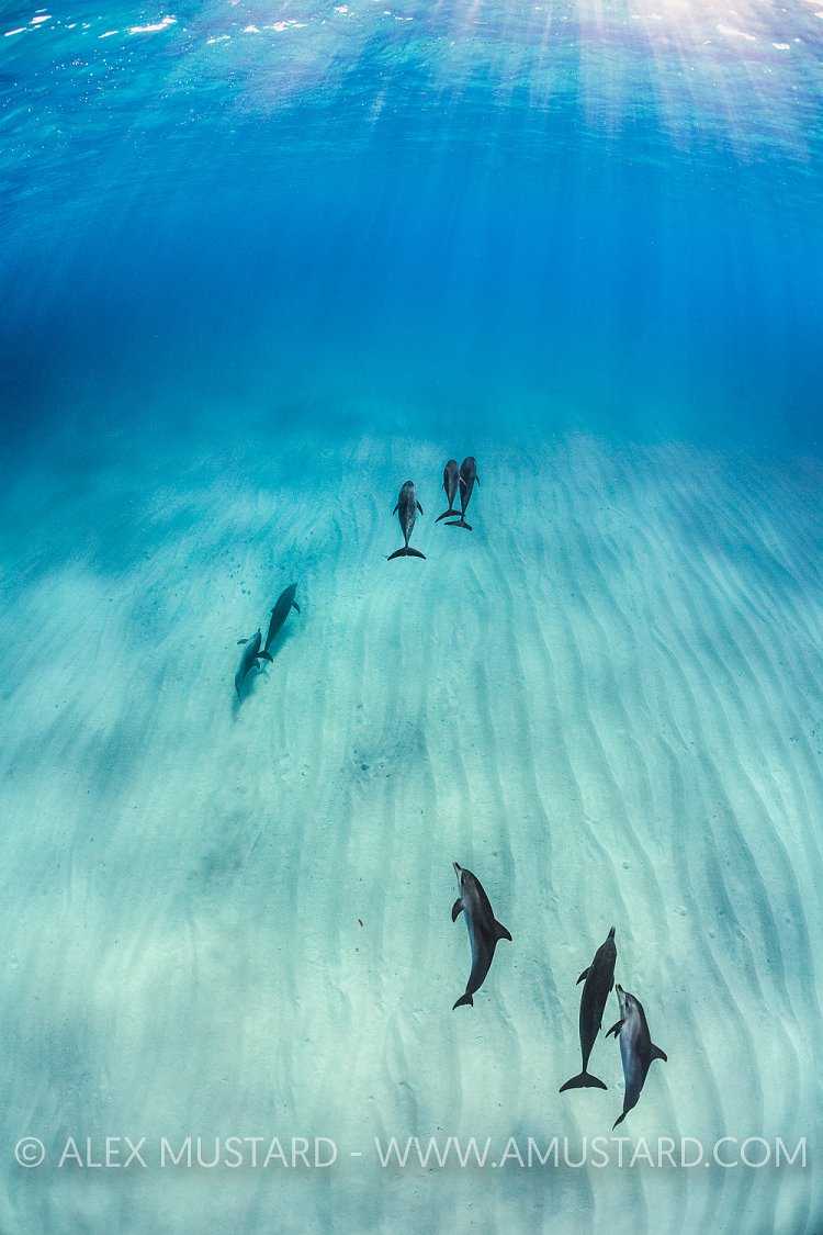 Spotted Dolphin Pod. Bahamas