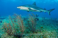 Reef Shark. Bahamas