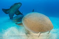 Nurse Shark Trio. Bahamas