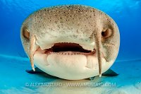 Nurse Shark Face. Bahamas