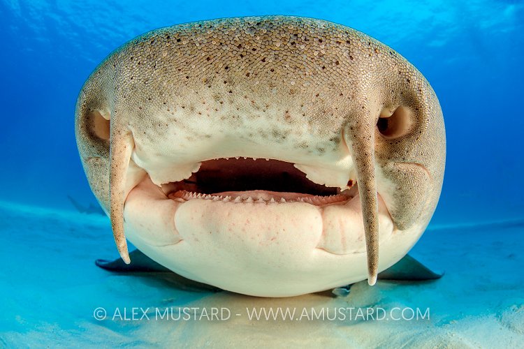 Nurse Shark Face. Bahamas