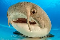 Nurse Shark Face. Bahamas