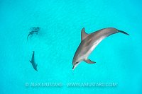 Dolphins Hunting, Nurse Shark Protecting. Bahamas
