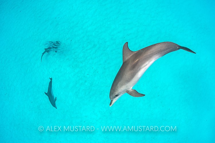 Dolphins Hunting, Nurse Shark Protecting. Bahamas