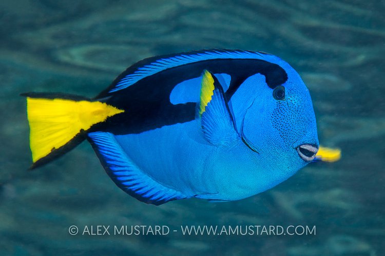 Dory From Finding Nemo. Indonesia