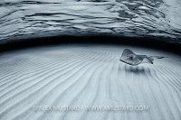 Southern Stingray. Cayman Islands