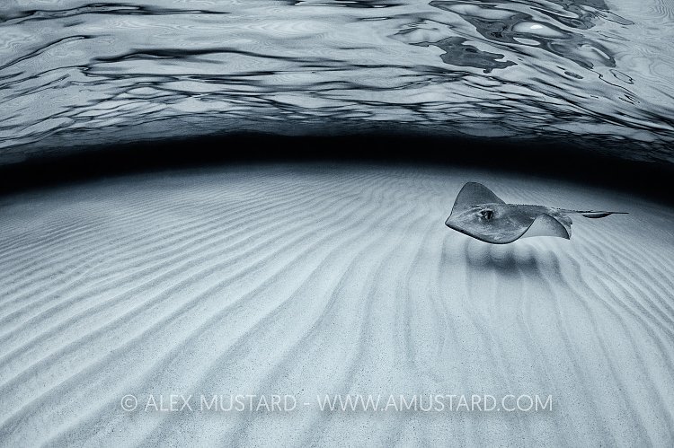 Southern Stingray. Cayman Islands