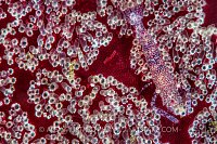 Sea Star Shrimp. Indonesia