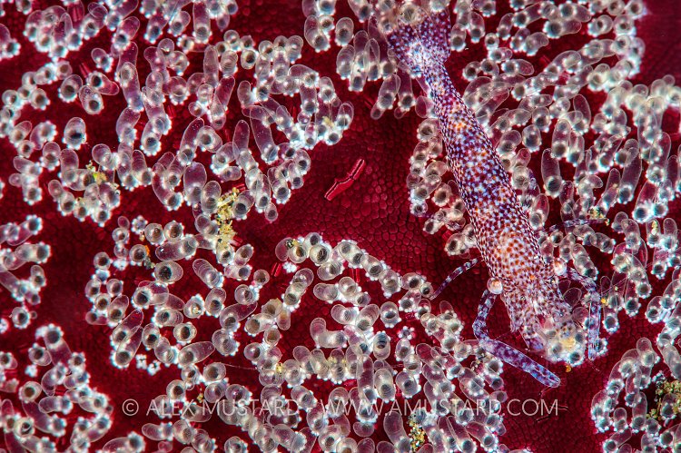 Sea Star Shrimp. Indonesia