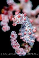 Pygmy Seahorse Portrait. Indonesia