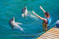 Captive Dolphins Perform. Mexico
