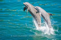Captive Dolphins. Mexico