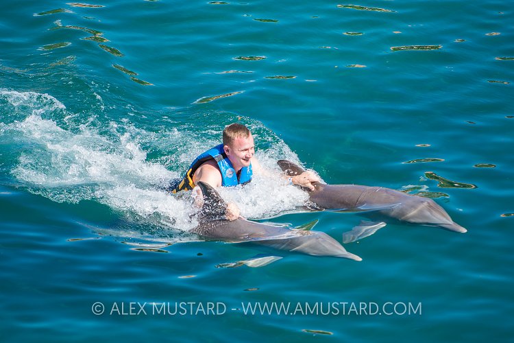 Captive Dolphins Perform. Mexico