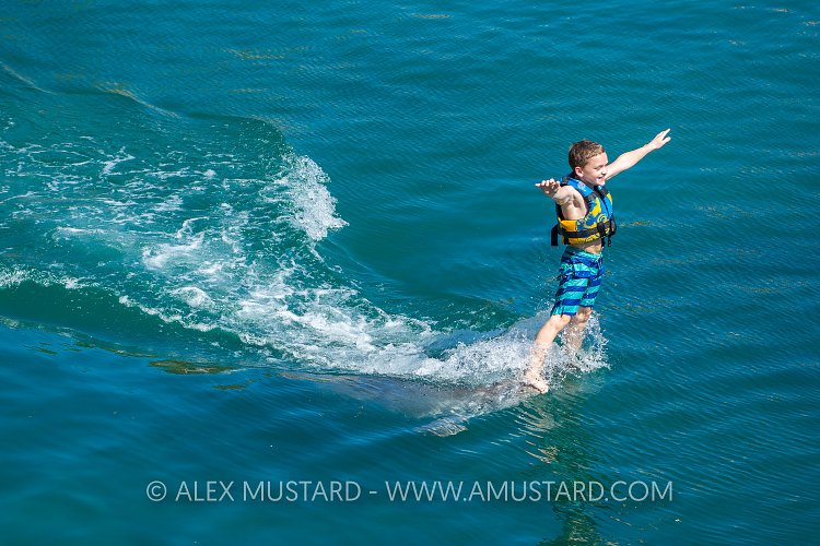 Captive Dolphins Perform. Mexico