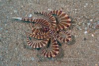 Wonderpus Portrait. Philippines