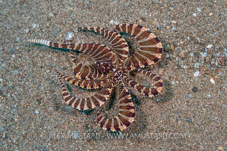 Wonderpus Portrait. Philippines