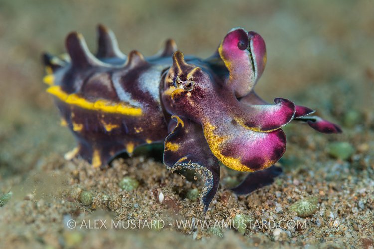 Flambo On Sand. Philippines