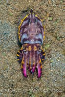 Flambo From Above. Philippines