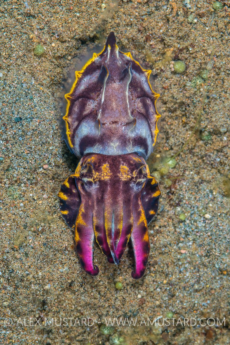 Flambo From Above. Philippines