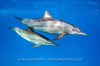 Spinner Dolphins. Egypt