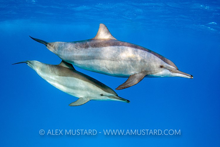 Spinner Dolphins. Egypt