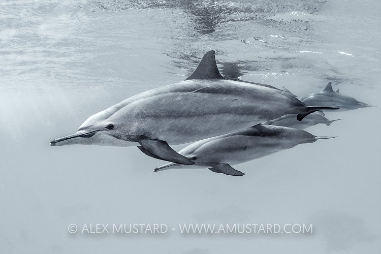 Spinner Dolphins. Egypt