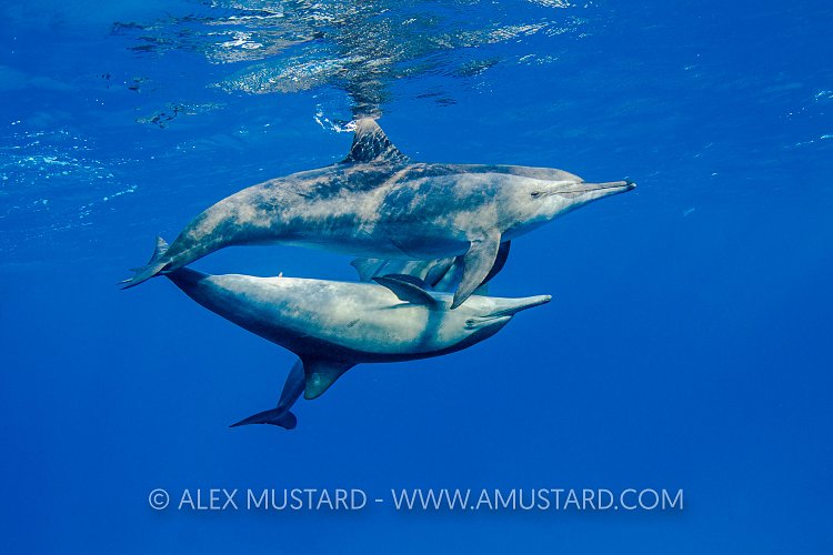 Dolphin Courtship. Egypt