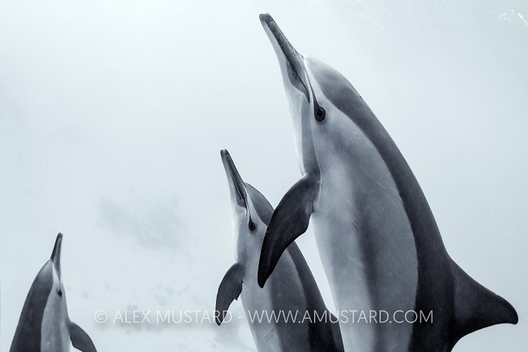 Spinner Dolphins. Egypt