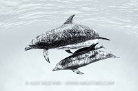 Dolphin Ped. Bahamas