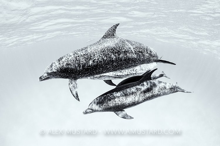 Dolphin Ped. Bahamas