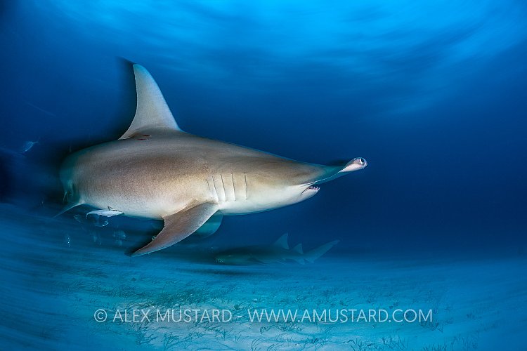 Long Exposure Hammerhead. Bahamas