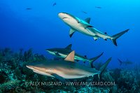 Reef Sharks Over Reef. Cayman Islands