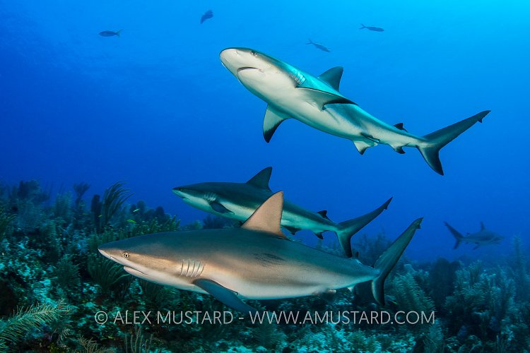 Reef Sharks Over Reef. Cayman Islands