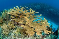 Elkhorn On The Reef. Cayman Islands