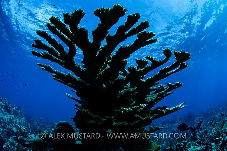 Elkhorn Coral Silhouette. Cayman Islands