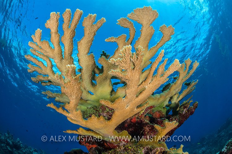 Elkhorn On The Reef. Cayman Islands