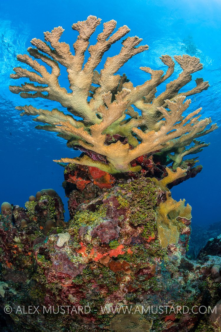 Elkhorn On The Reef. Cayman Islands