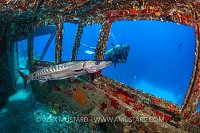 Barracuda On The Bridge. Cayman Islands