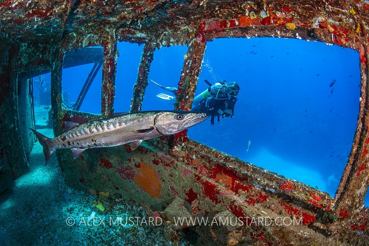 Barracuda On The Bridge. Cayman Islands