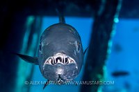 Barracuda On The Bridge. Cayman Islands