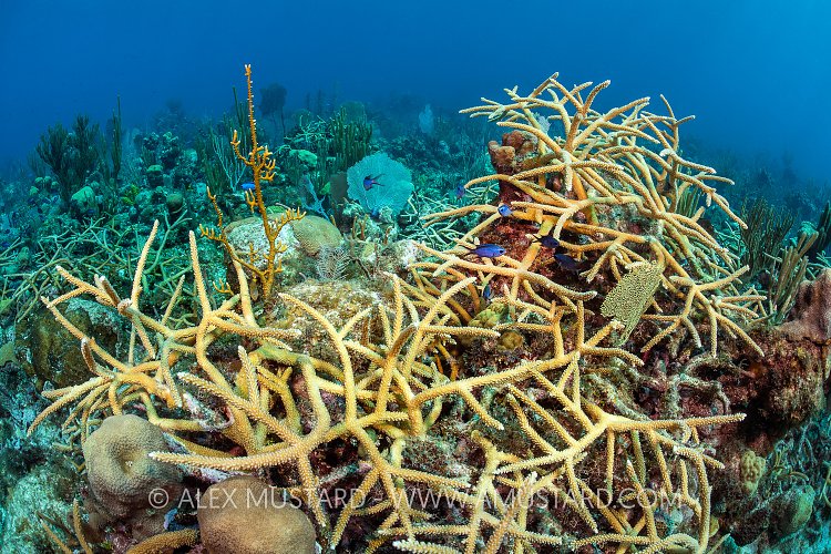 Staghorn Coral Growing On Reef. Cayman Islands