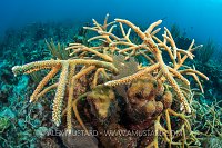 Staghorn Coral Growing On Reef. Cayman Islands