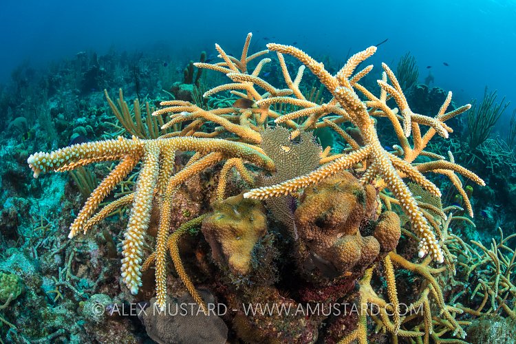 Staghorn Coral Growing On Reef. Cayman Islands