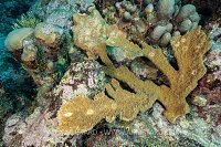 Elkhorn Coral Regrowth. Cayman Islands