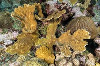 Elkhorn Coral Regrowth. Cayman Islands