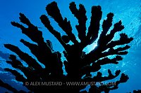 Elkhorn Coral Silhouette. Cayman Islands