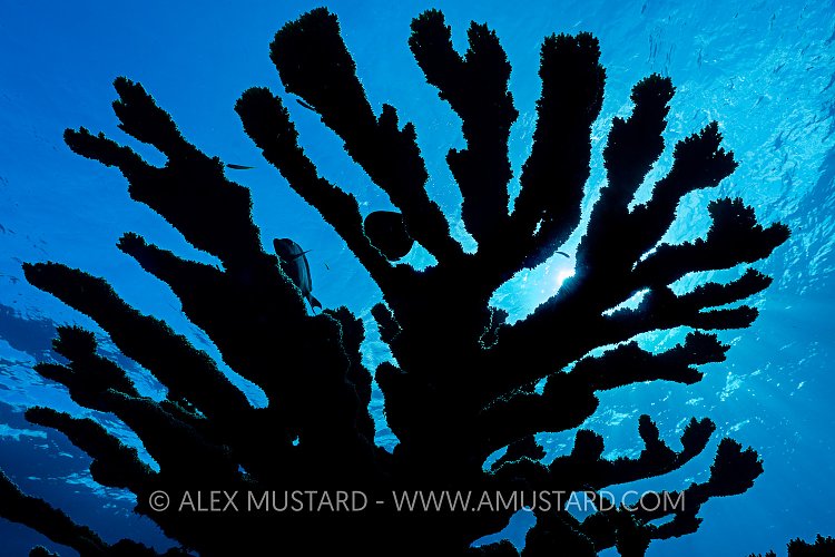 Elkhorn Coral Silhouette. Cayman Islands